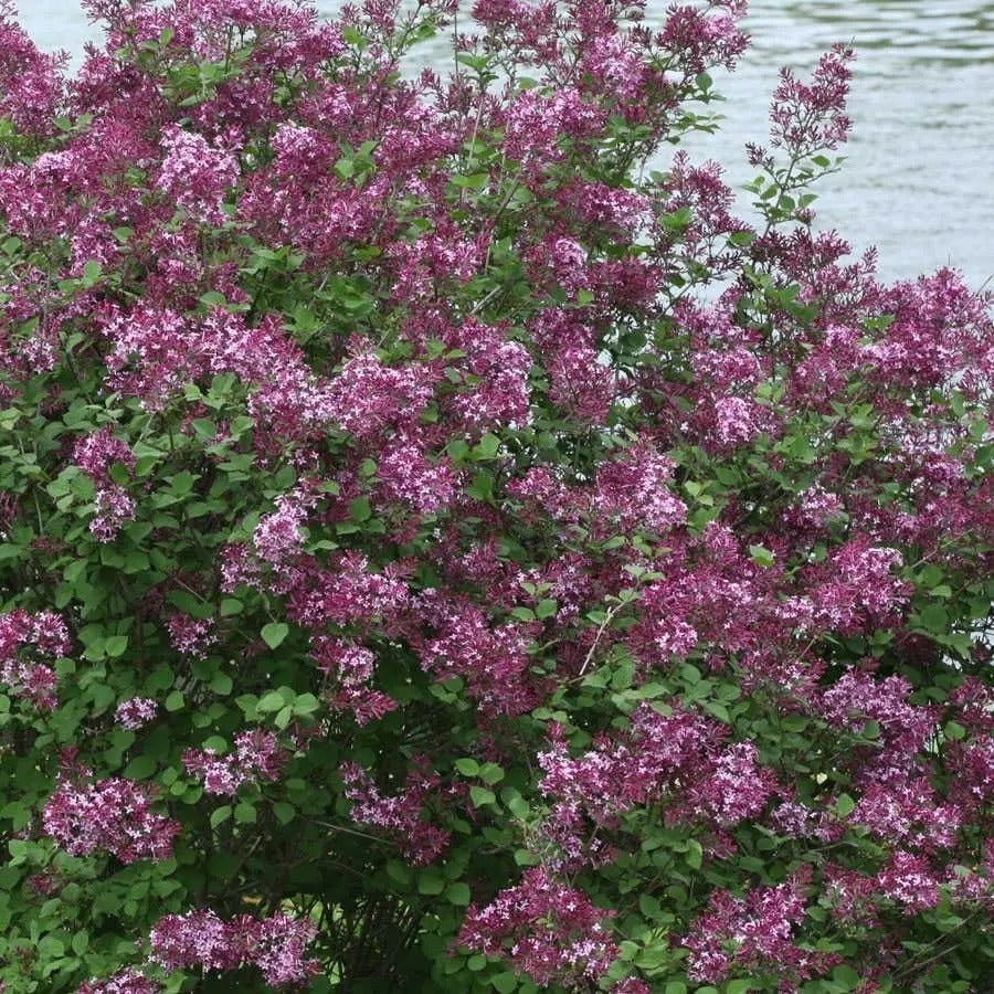 Syringa Bloomerang® Dark Purple