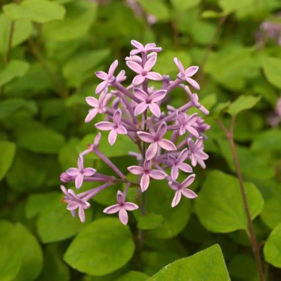 Syringa Bloomerang® Dark Purple