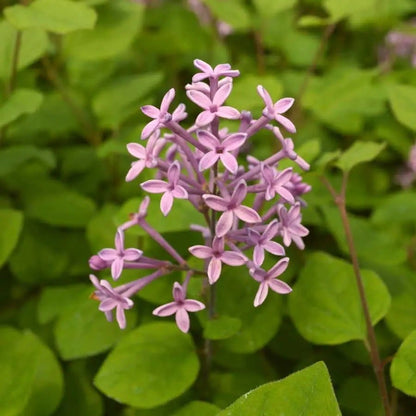 Syringa Bloomerang® Dark Purple