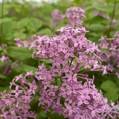 Syringa Bloomerang® Dark Purple
