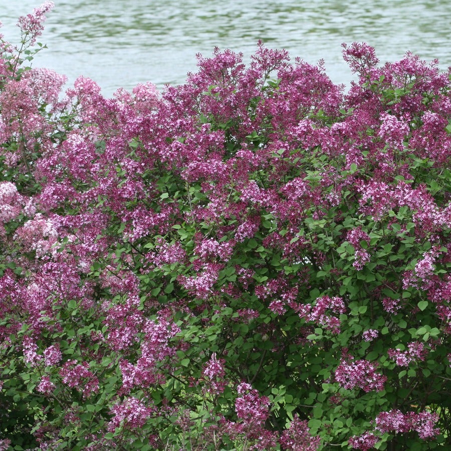 Syringa Bloomerang® Dark Purple
