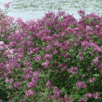 Syringa Bloomerang® Dark Purple