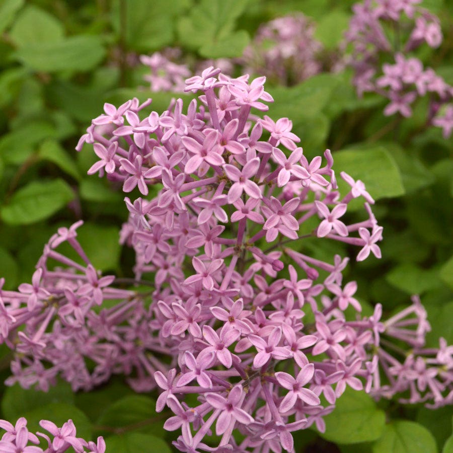 Syringa Bloomerang® Dark Purple