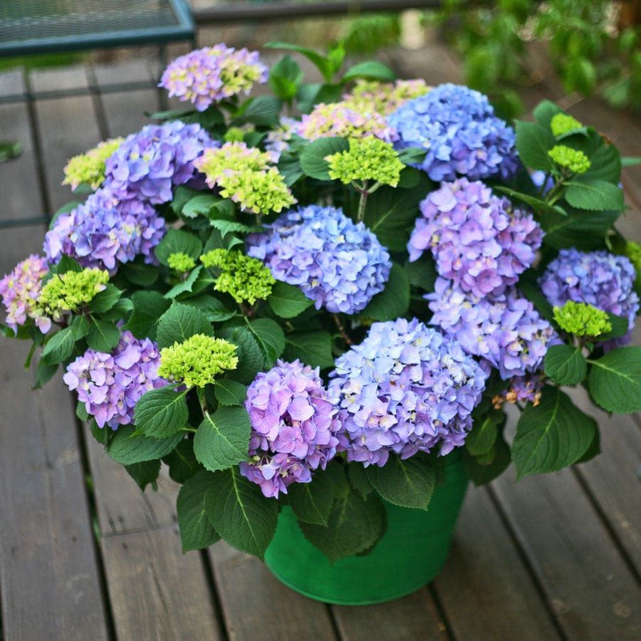 Hydrangea Let's Dance® Rhythmic Blue® Bigleaf Hydrangea