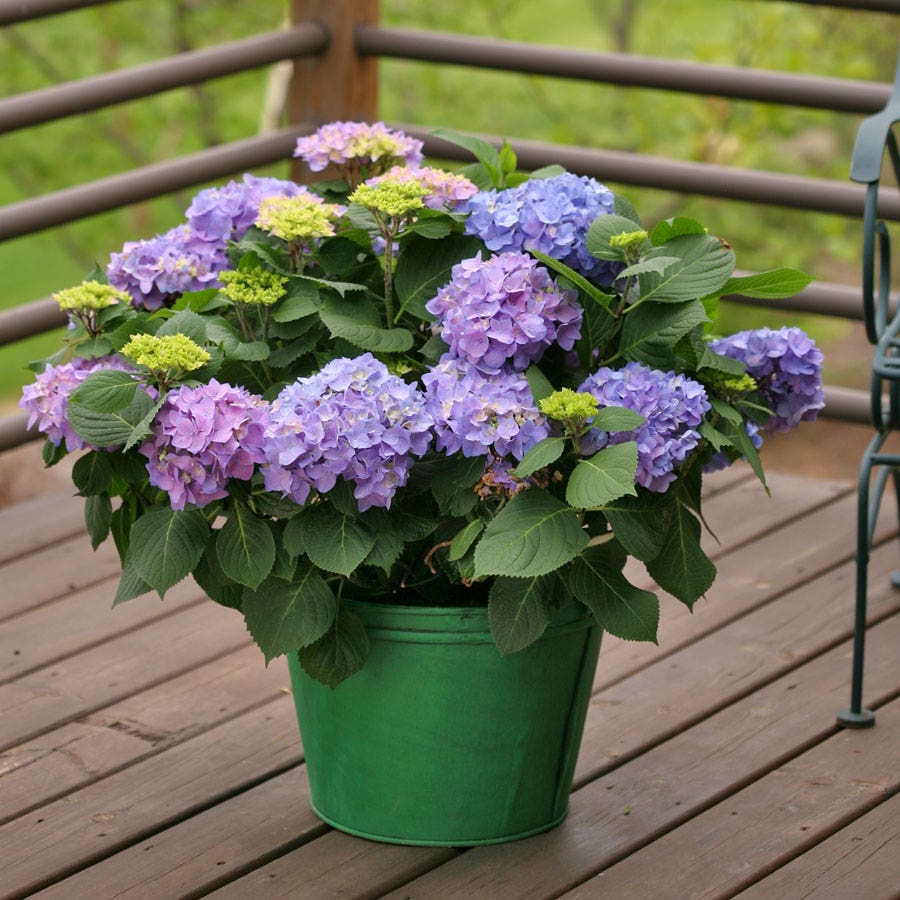 Hydrangea Let's Dance® Rhythmic Blue® Bigleaf Hydrangea