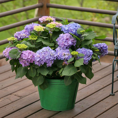 Hydrangea Let's Dance® Rhythmic Blue® Bigleaf Hydrangea