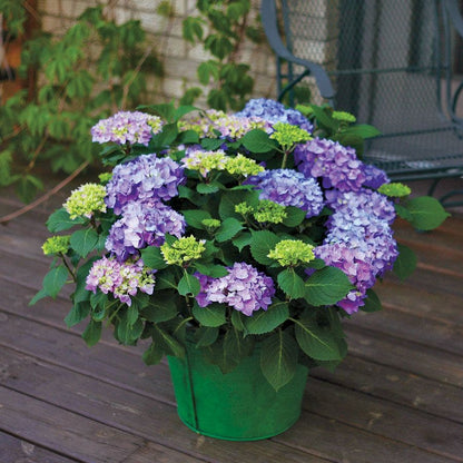 Hydrangea Let's Dance® Rhythmic Blue® Bigleaf Hydrangea