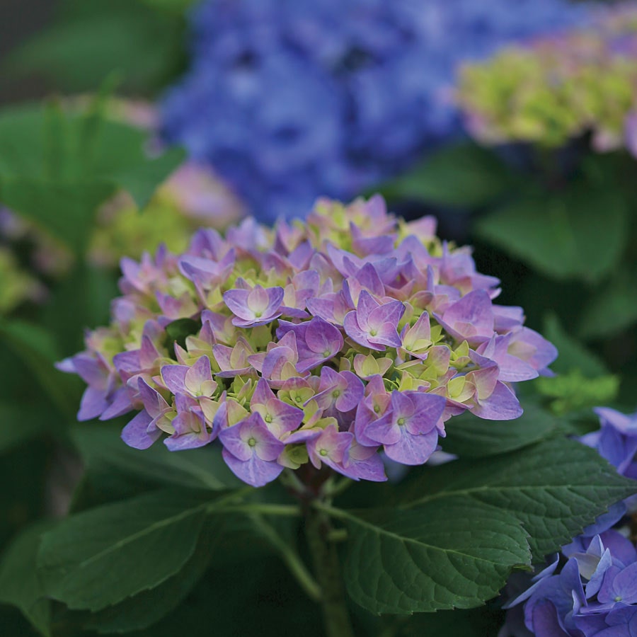 Hydrangea Let's Dance® Rhythmic Blue® Bigleaf Hydrangea