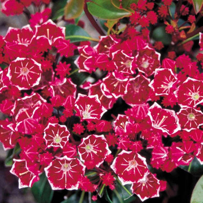 Kalmia Keepsake