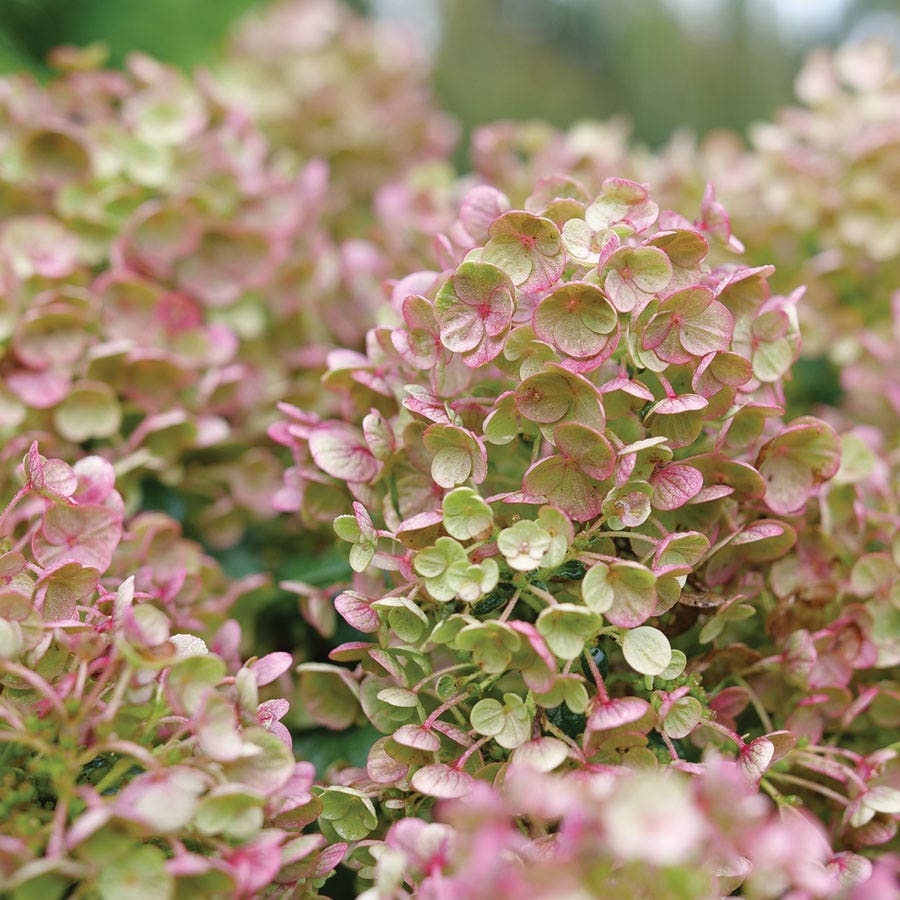 Hydrangea Little Quick Fire® Panicle Hydrangea – Park Seed