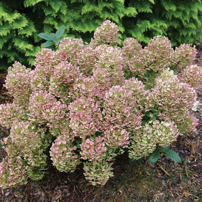 Hydrangea Little Quick Fire® Panicle Hydrangea