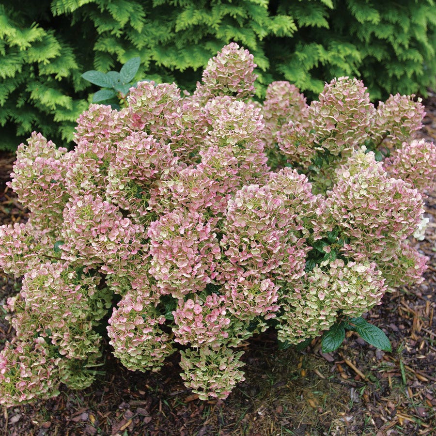 Hydrangea Little Quick Fire® Panicle Hydrangea – Park Seed