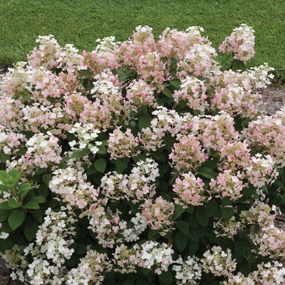 Hydrangea Little Quick Fire® Panicle Hydrangea