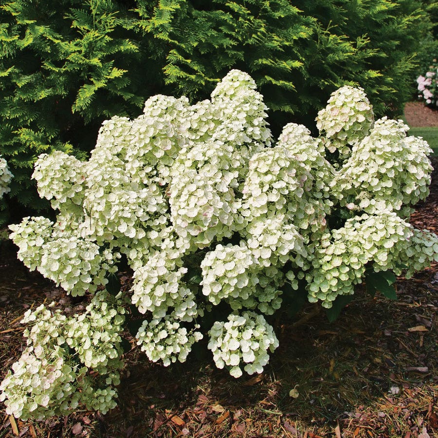 Hydrangea Little Quick Fire® Panicle Hydrangea