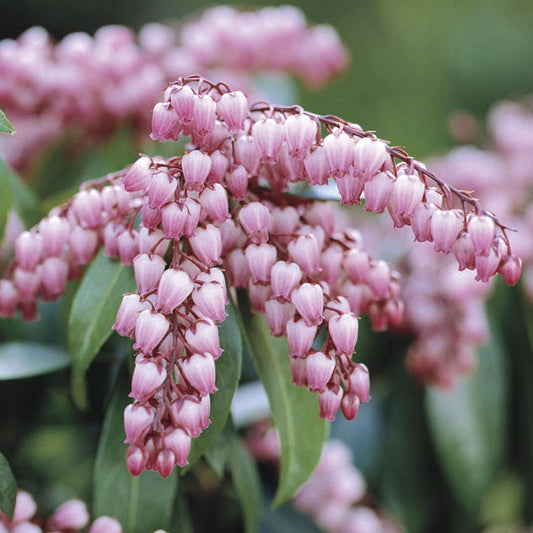 Pieris Katsura