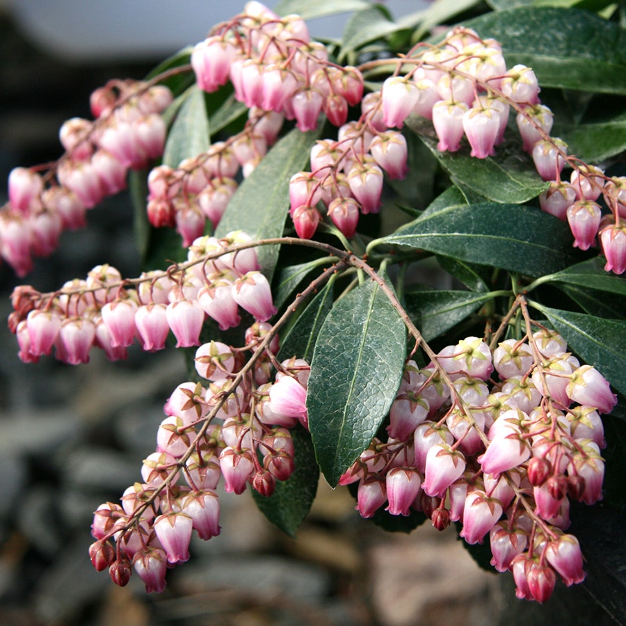 Pieris Katsura