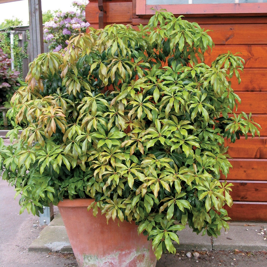 Pieris Katsura