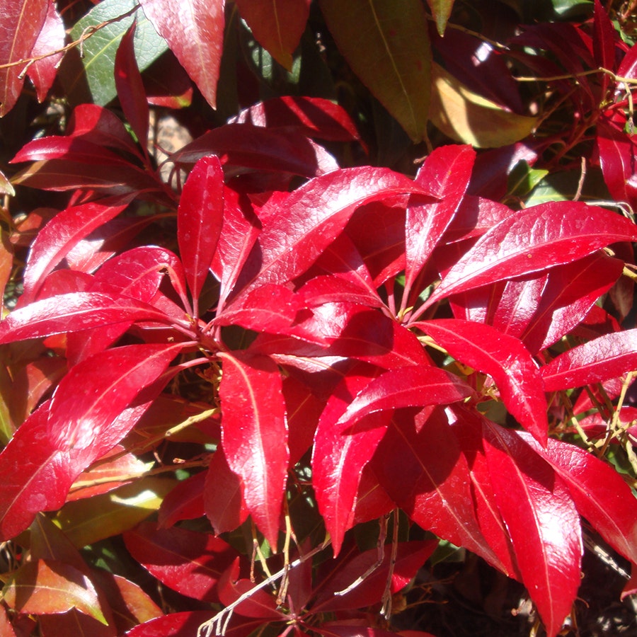 Pieris Katsura