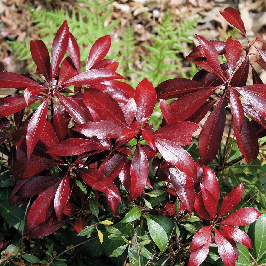 Pieris Katsura