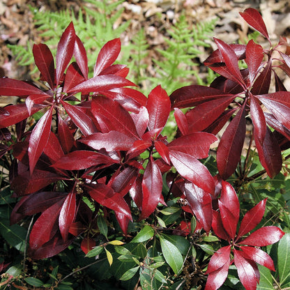 Pieris Katsura