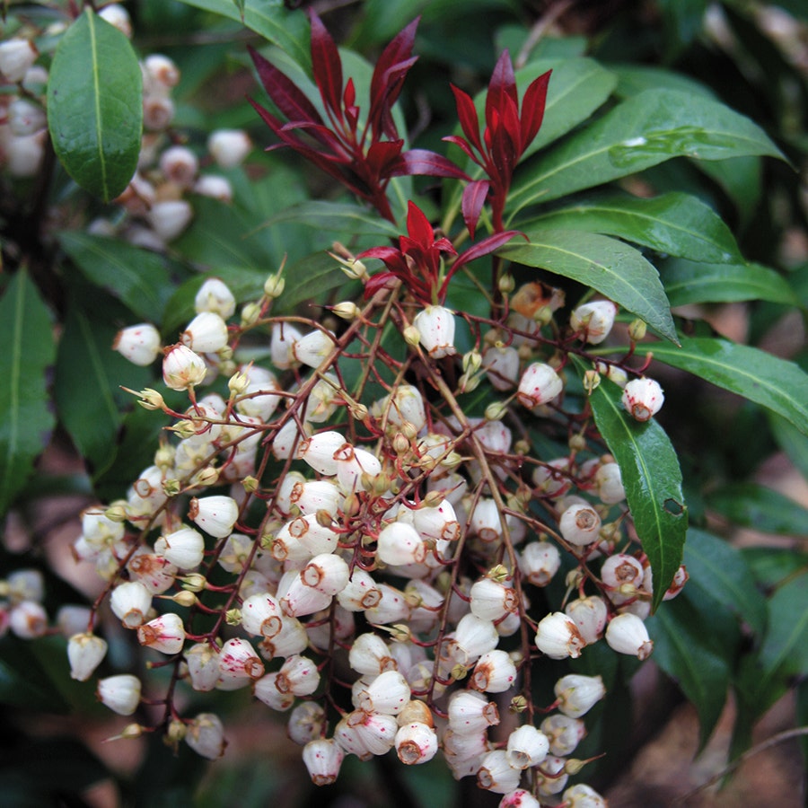 Pieris Katsura
