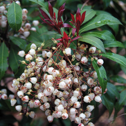 Pieris Katsura