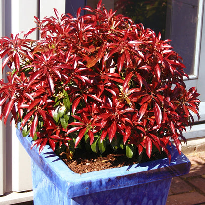 Pieris Katsura