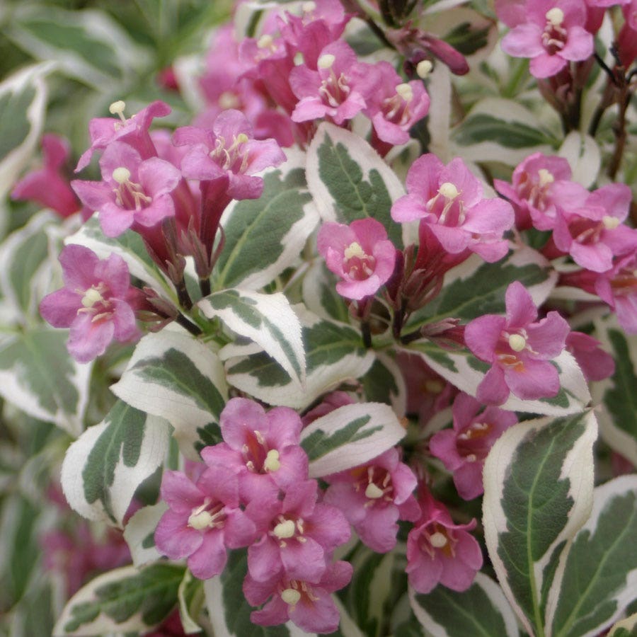 Weigela My Monet®