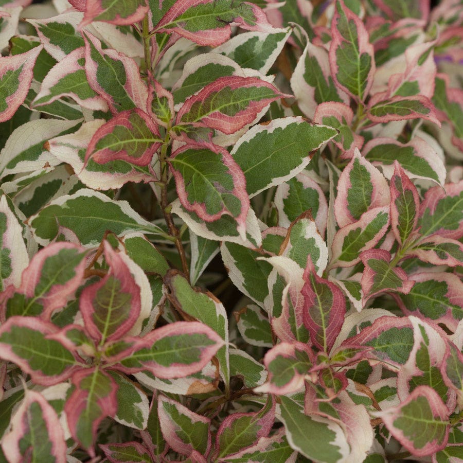 Weigela My Monet®