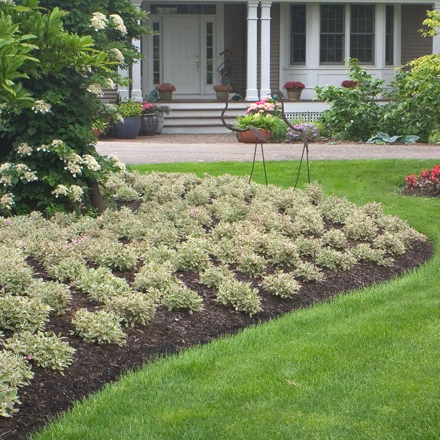 Weigela My Monet®