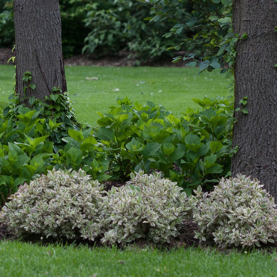 Weigela My Monet®