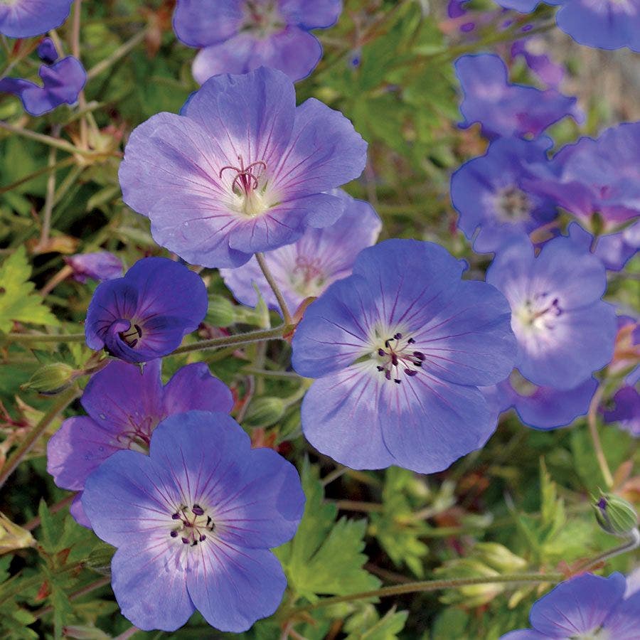 'Rozanne' Geranium – Park Seed