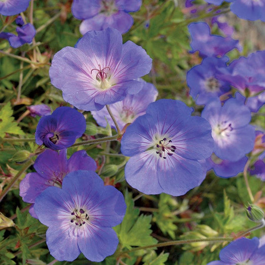 'Rozanne' Geranium