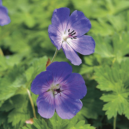 'Rozanne' Geranium