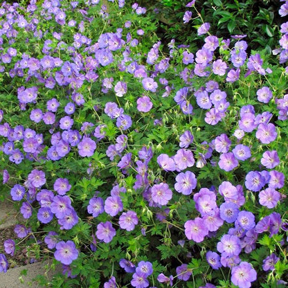 'Rozanne' Geranium