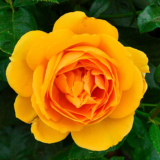 Soaring to Glory Floribunda Rose