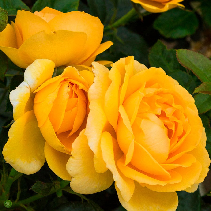 Soaring to Glory Floribunda Rose