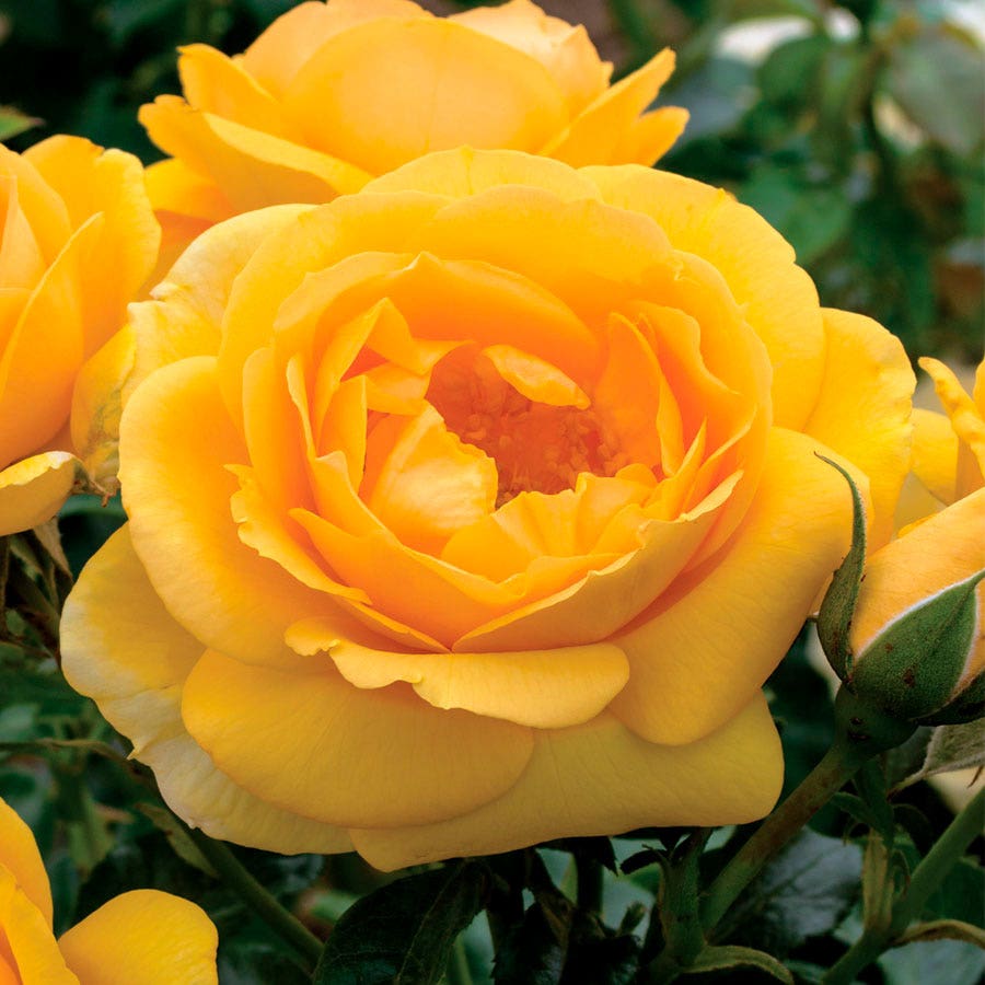 Soaring to Glory Floribunda Rose
