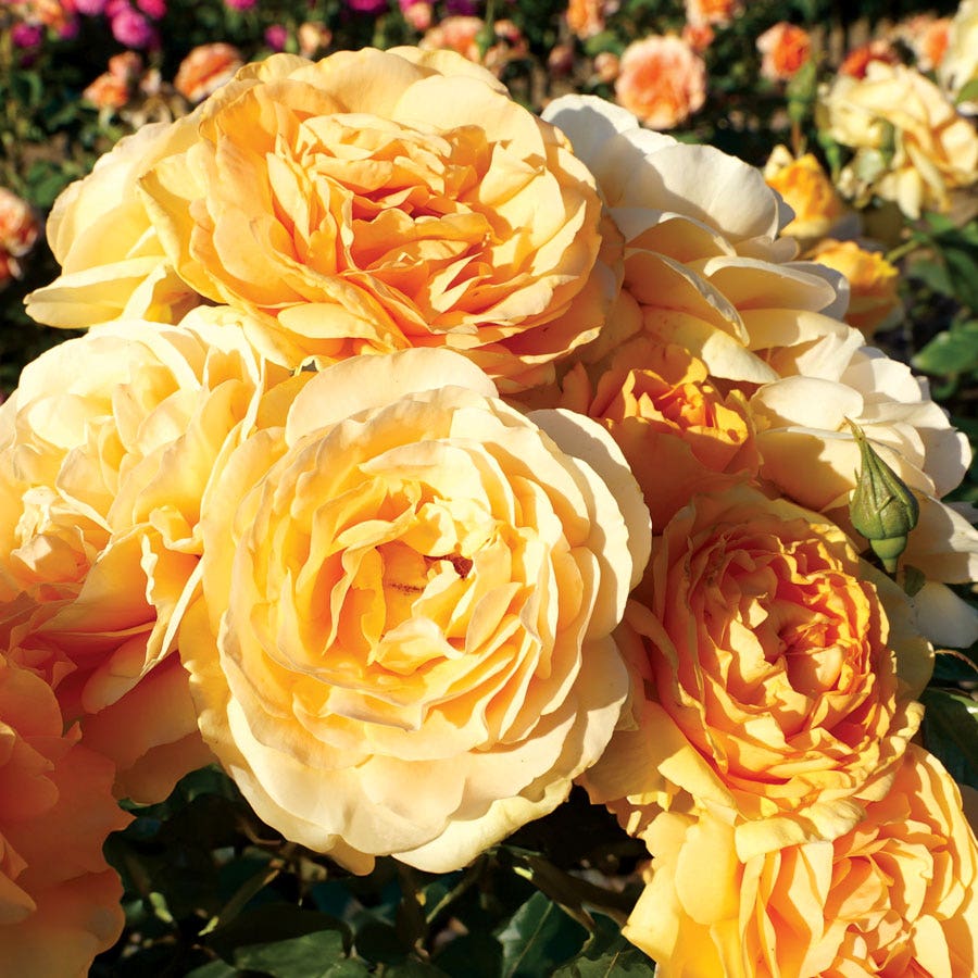 Soaring to Glory Floribunda Rose