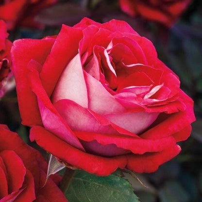 Grateful Heart® Hybrid Tea Rose
