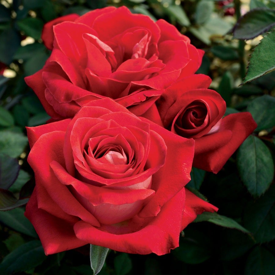 Grateful Heart® Hybrid Tea Rose