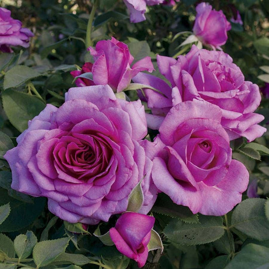 Simply Magnifiscent Grandiflora Rose