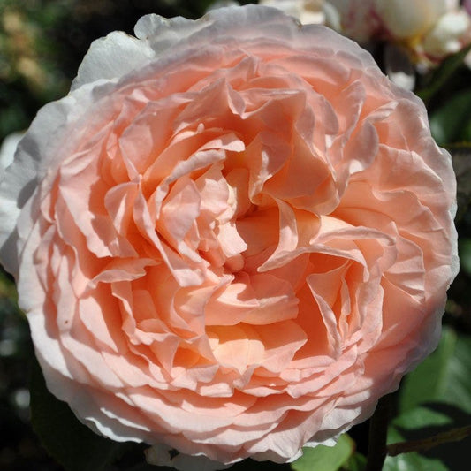 Parfuma® Bliss Hybrid Tea Rose