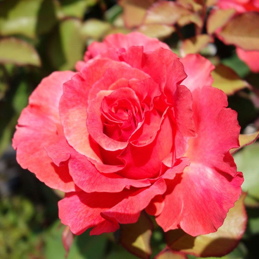 High Society Climbing Rose