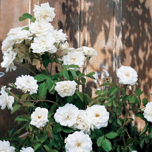 Lace Cascade Climbing Rose