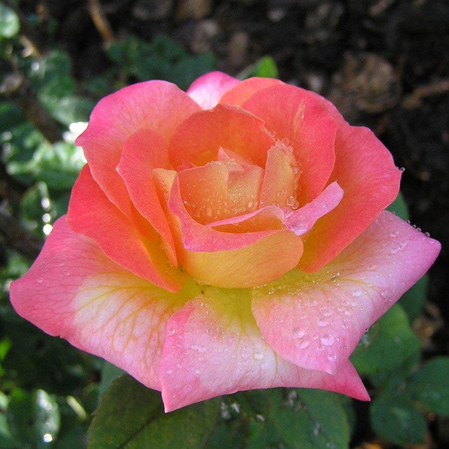 Mardi Gras Floribunda Rose