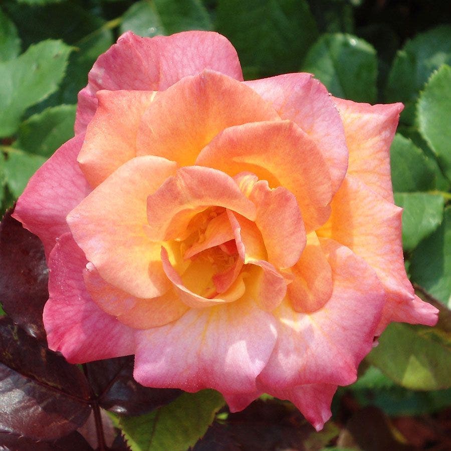 Mardi Gras Floribunda Rose