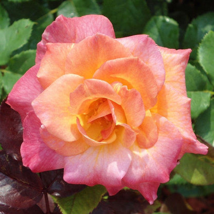 Mardi Gras Floribunda Rose
