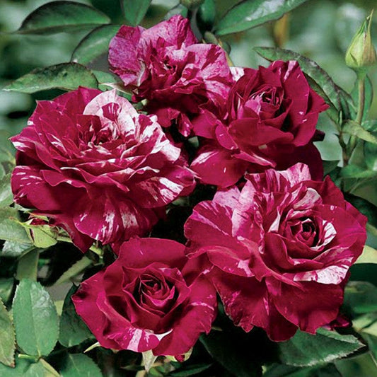 Purple Tiger Floribunda Rose