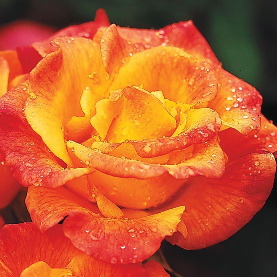 Rio Samba Hybrid Tea Rose